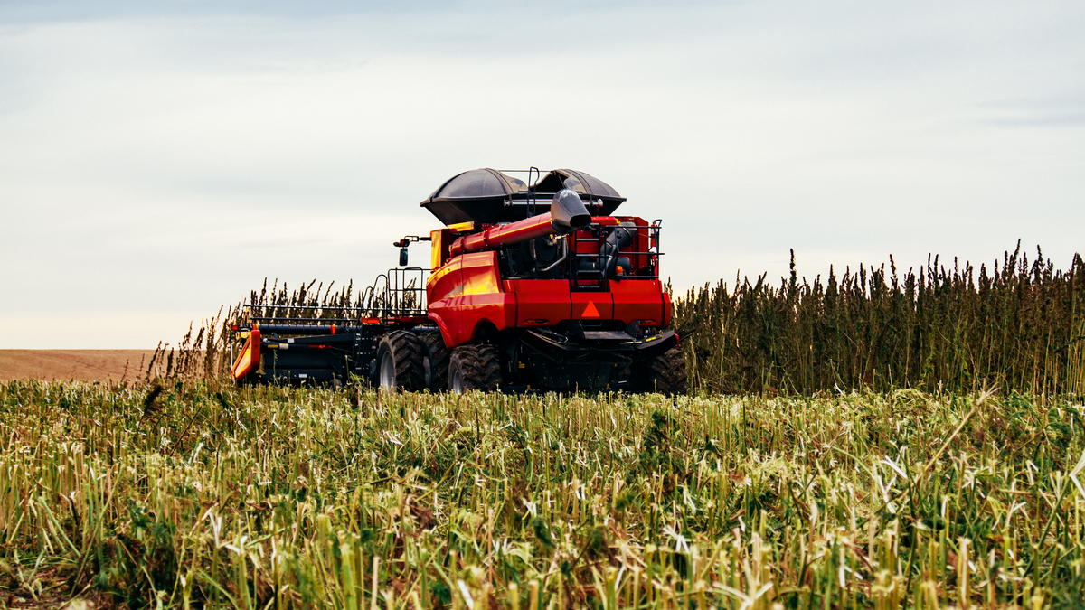 Photo of a combine harvesting hemp in a field