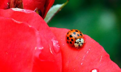 Photo of ladybug resting on a rose