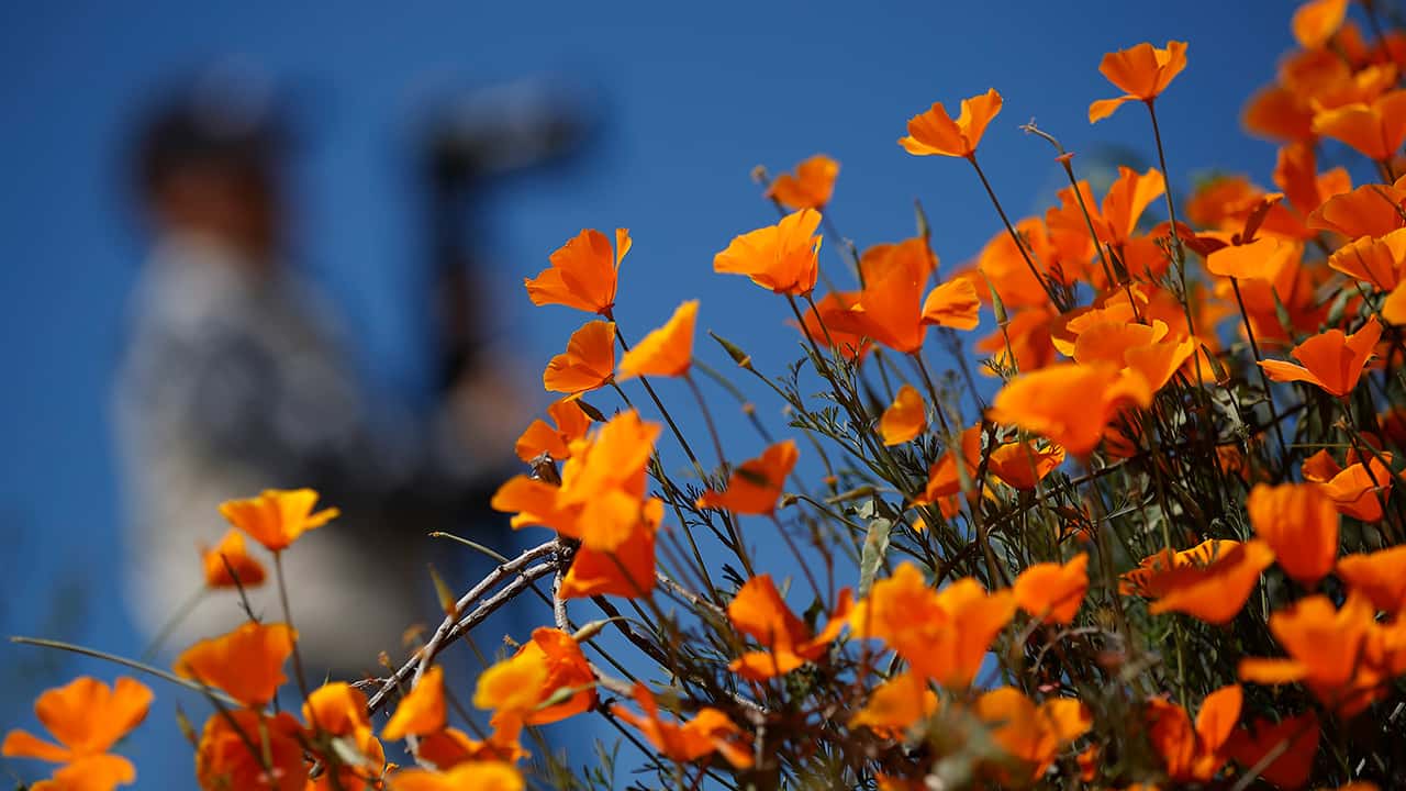 Photo of poppies at Lake Elsinore in California