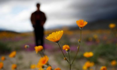 Photo of man looking on amid wildflowers