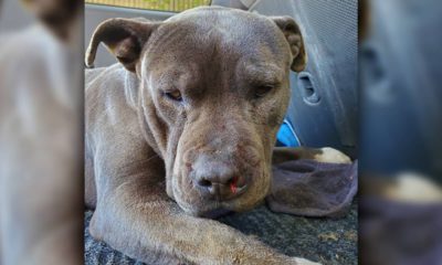 Photo of dog shot and left to die