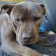 Photo of dog shot and left to die