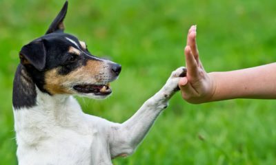 Photo of dog giving trainer a high five