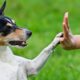 Photo of dog giving trainer a high five