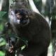 Photo of a lemur