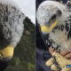 Two photos of golden eagle chicks