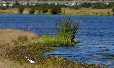 Photo of an egret looking for food along Valhalla Pond